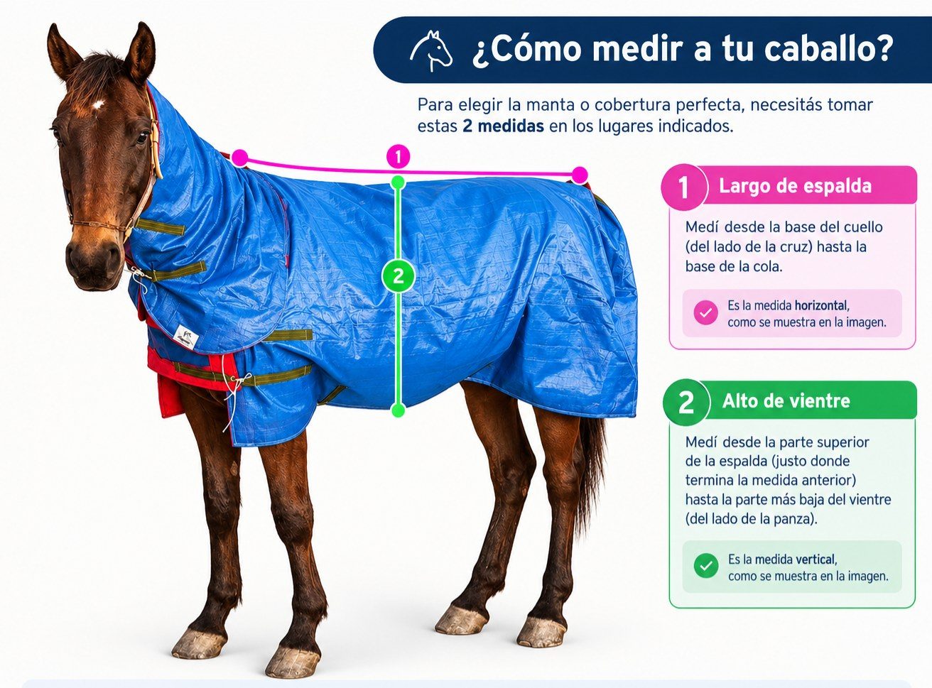 Guía ilustrada para medir a tu caballo: 1, largo de espalda (horizontal, de la base del cuello a la base de la cola) y 2, alto de vientre (vertical, desde la espalda hasta la parte más baja del vientre)