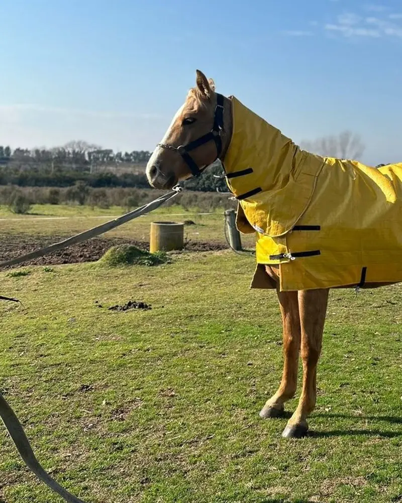 Manta impermeable amarilla con cogotera, hecha a mano por Ejemplares