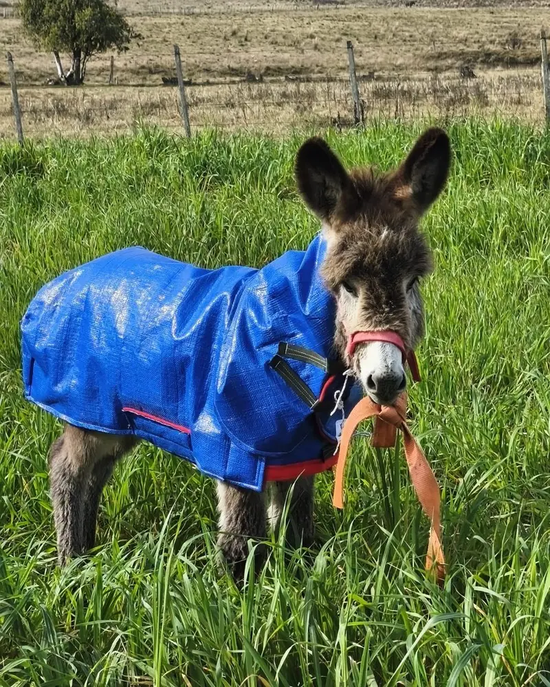 Manta impermeable chica para potrillos y burros, hecha a mano por Ejemplares