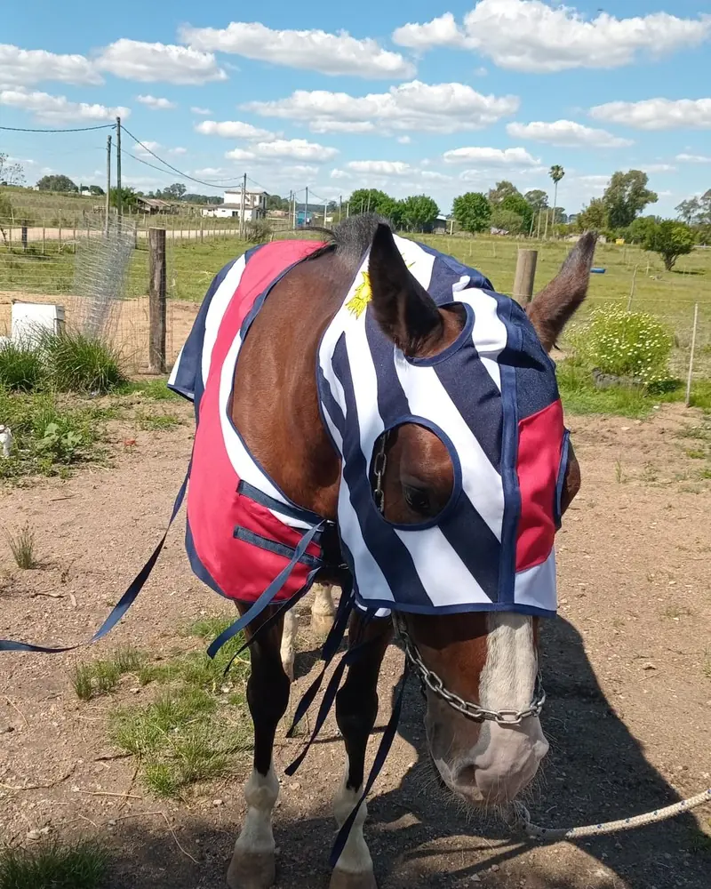 Manta y careta con diseño de bandera de Uruguay, hecha a mano por Ejemplares
